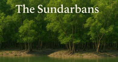 The Sundarbans Paragraph For All Classes Of Students